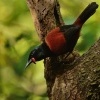 Lalocnik sedlaty - Philesturnus rufusater - North Island Saddleback - tieke 5381u